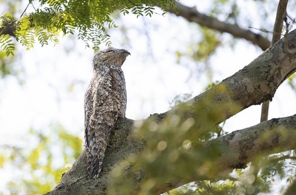Great Potoo