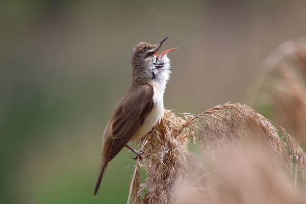 Great Reed Warbler