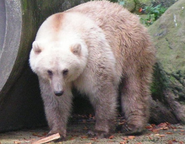 Grolar Bears