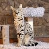 Top 10 Amazing Hybrid Animals