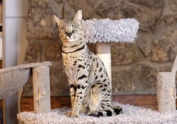 Top 10 Amazing Hybrid Animals