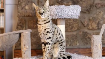 Top 10 Amazing Hybrid Animals