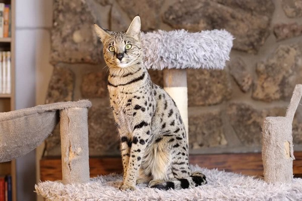 Top 10 Amazing Hybrid Animals