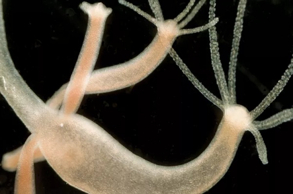 Hydras