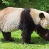 Interesting Facts About the Giant Panda
