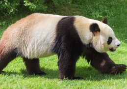 Interesting Facts About the Giant Panda