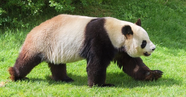 Interesting Facts About the Giant Panda