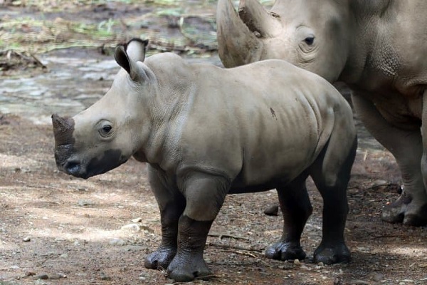 Javan Rhino
