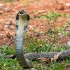 8 Mysterious Facts About King Cobra