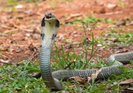 8 Mysterious Facts About King Cobra