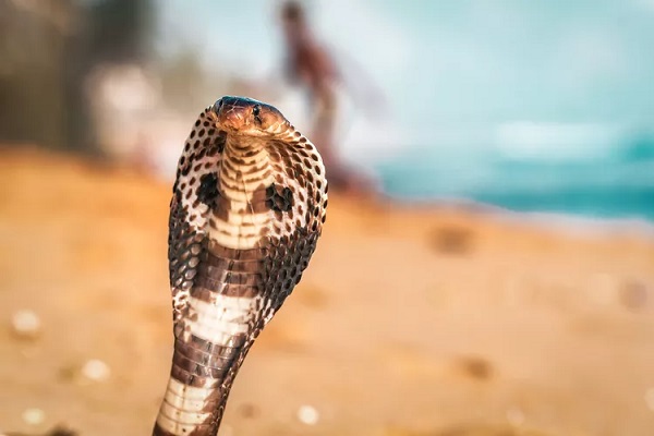 King Cobra Hoods