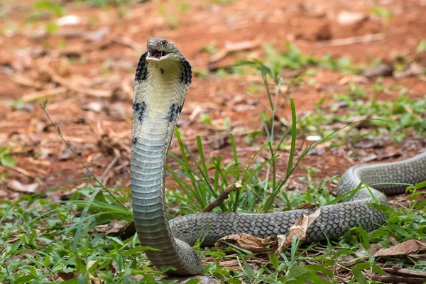 8 Mysterious Facts About King Cobra