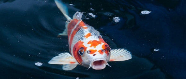 Koi Fish