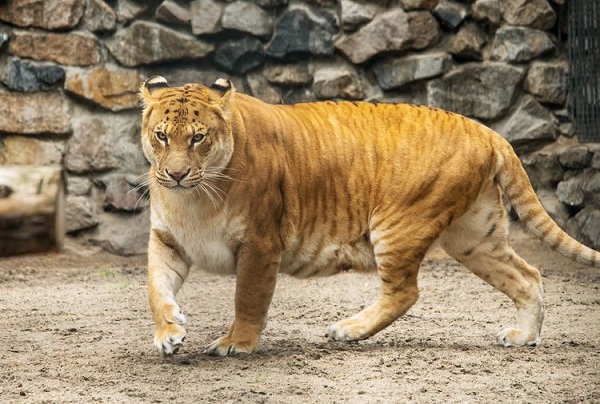 Liger