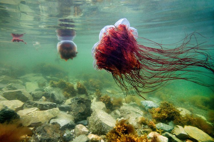 Lion's Mane Jellyfish