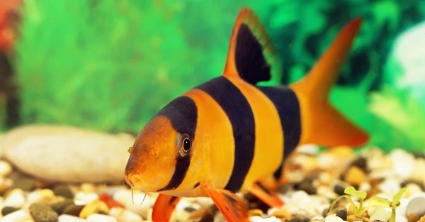 Loach Fish