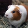 Low Maintenance Pets For Apartments