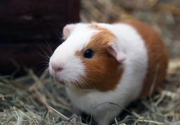 Low Maintenance Pets For Apartments