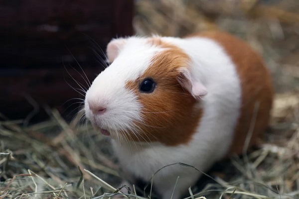 Low Maintenance Pets For Apartments