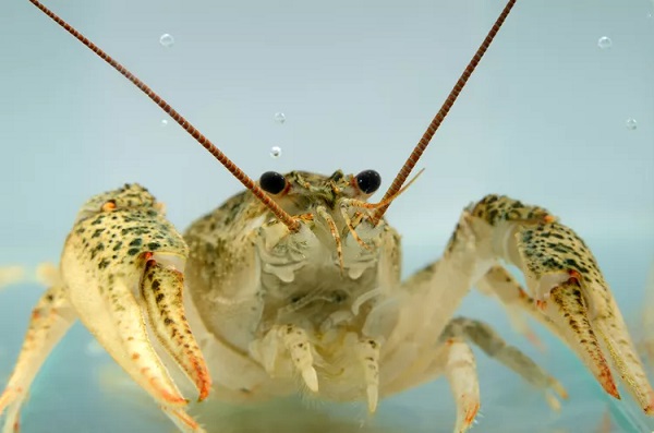 Marbled Crayfish