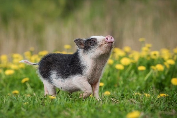 Miniature Pig