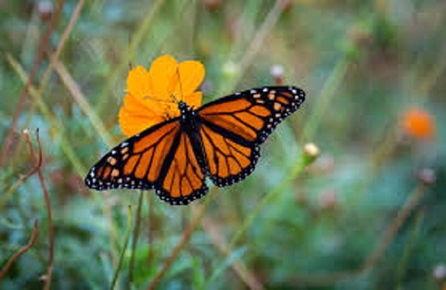 Monarch Butterfly
