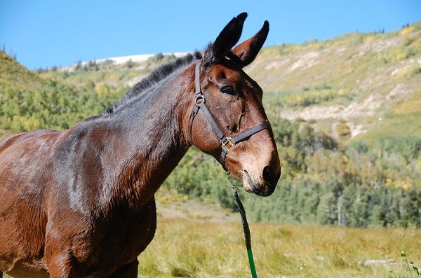 Mules and Hinnies