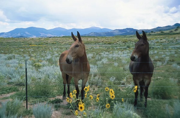 Mules