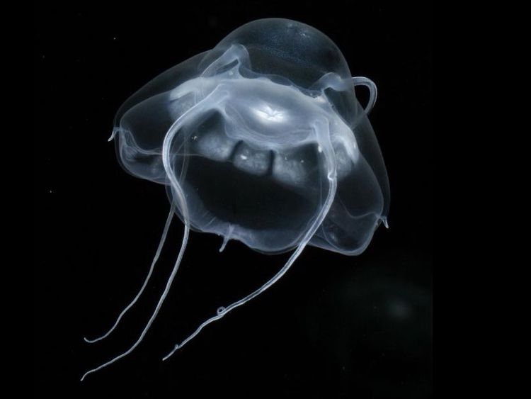 Narcomedusae Jellyfish