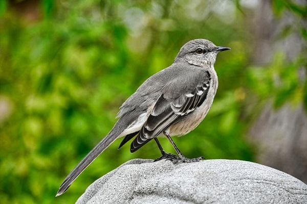 Northern Mockingbird