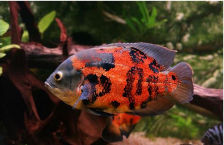 Oscar Fish