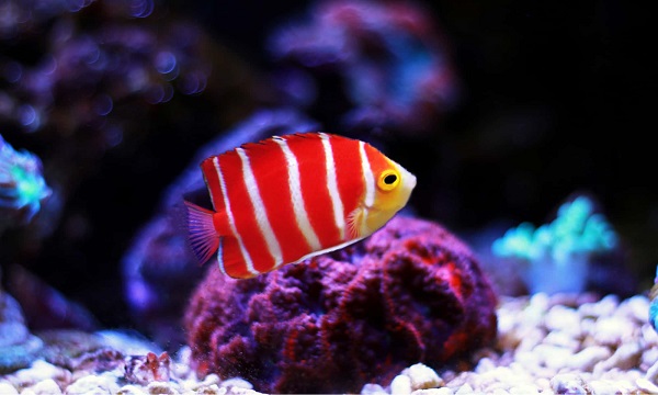 Peppermint Angelfish