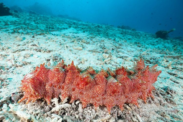 Sea Cucumbers