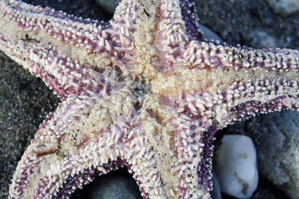Sea Star