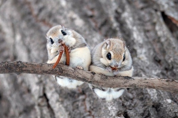 Siberian Flying Squirrel
