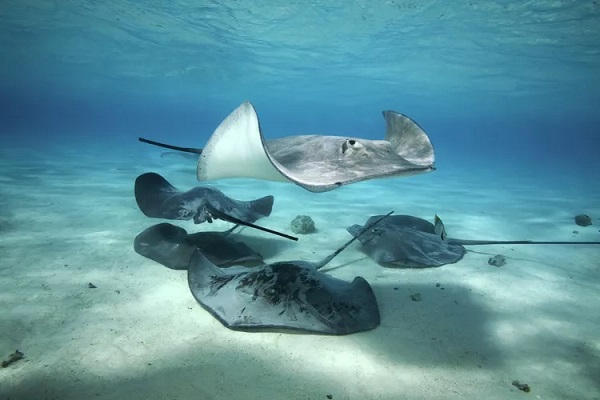 Stingray