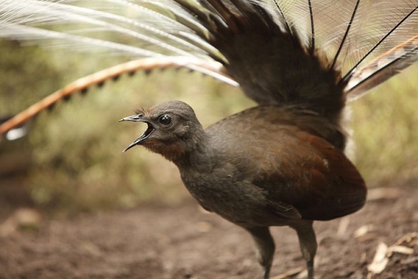 Superb Lyrebird 