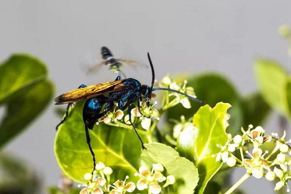 Tarantula Hawk Wasp