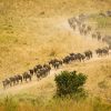 The 9 Greatest Animal Migrations