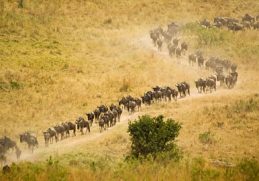 The 9 Greatest Animal Migrations