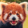 The Most Endangered Animals on the Planet