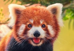 The Most Endangered Animals on the Planet