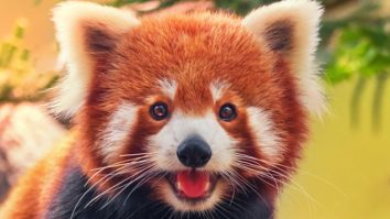The Most Endangered Animals on the Planet