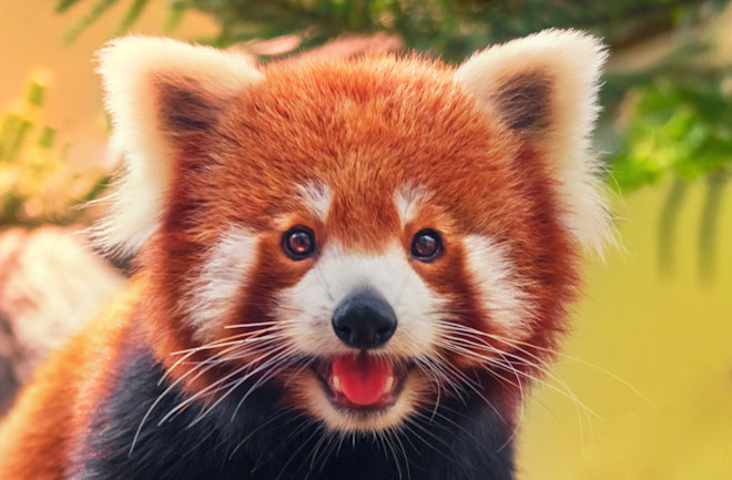 The Most Endangered Animals on the Planet