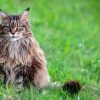 Things You Should Know About Siberian Cats