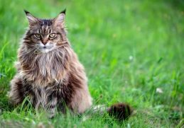 Things You Should Know About Siberian Cats
