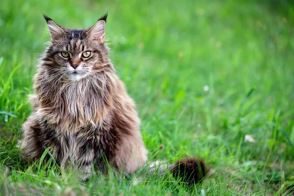 Things You Should Know About Siberian Cats