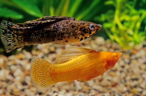 Tiger Barbs