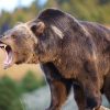 Top 10 Apex Predators on Earth