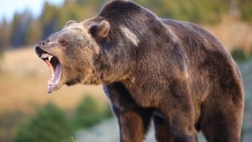 Top 10 Apex Predators on Earth